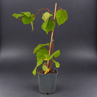 Plant de Kiwi Tomuri mâle Bio - 2L