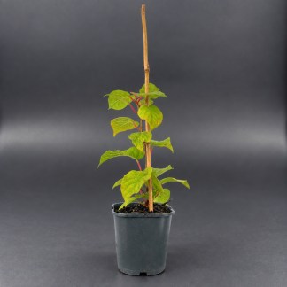 Plant de Kiwi Hayward Femelle Bio - 2L