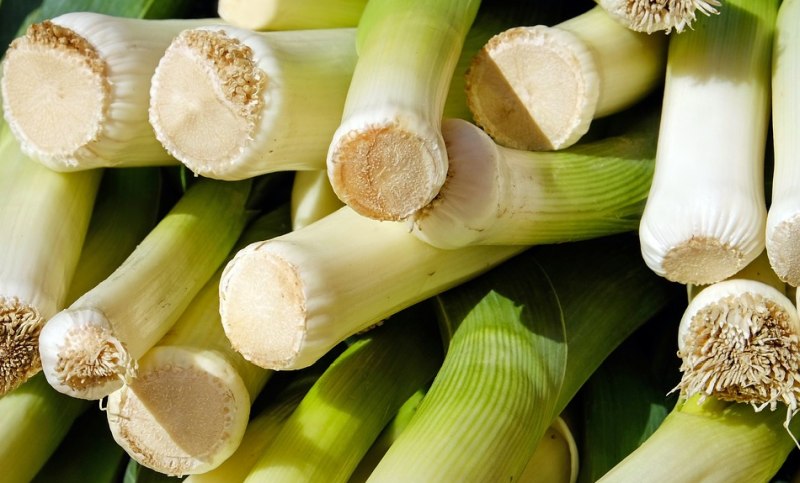 poireaux bio plants de poireaux bio