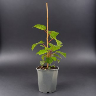Plant de Kiwi Jenny Bio (autofertile) - 2L
