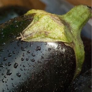 AUBERGINE GASCONA