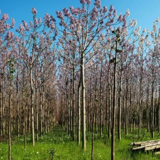 Arbres Paulownia