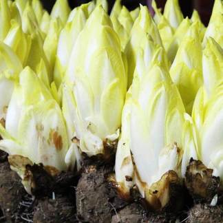 Racine d'endive bio Conditionnement pour particuliers