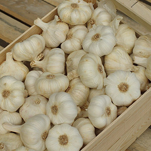 ail cledor conventionnel