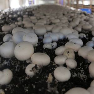 Ballots de Champignons
