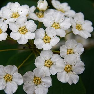 Spirée de Van Houtte Godet de 9 cm Vente en ligne