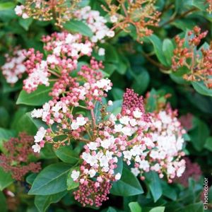 viburnum Tinus