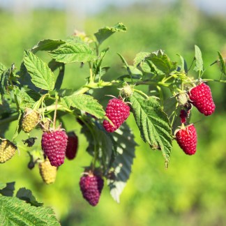 Framboisier Bio Summer Chef