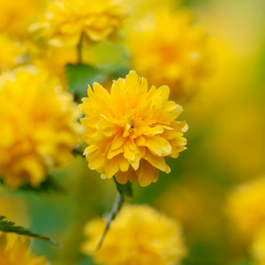 Corete du Japon - Godet de 9cm