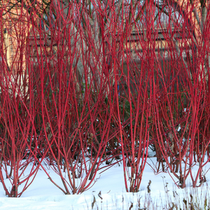 Cornus fluo - Cornouiller sanguin midwinter fire - Godet de 9cm