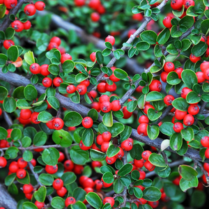 Cotoneaster rampant Eichholz - Godet de 9cm