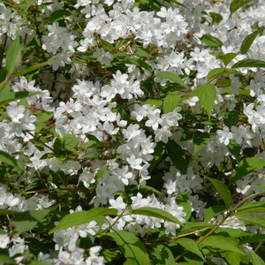 Deutzia setchuenensis Var corymbifolia - Godet de 9cm
