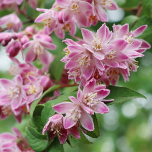 Deutzia tourbillon rouge - Godet de 9cm