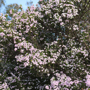 Diosma Pink Fountain - Godet de 9cm