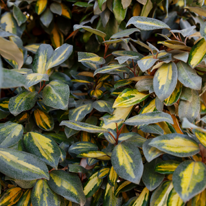 Eleagnus panaché limelight