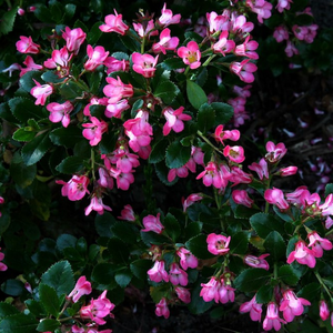 Escallonia Donard Seeding 300 x 300