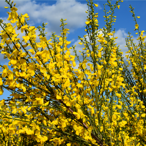 Genêt Allgold jaune d'or - Godet de 9cm