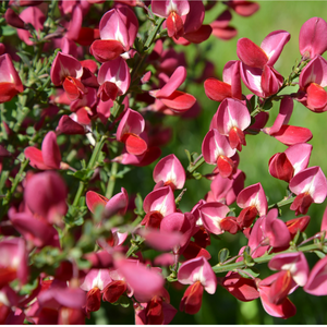 Genêt rouge Boskoop Ruby - Godet de 9cm