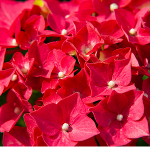 Hortensia Red Baron - Godet de 9cm
