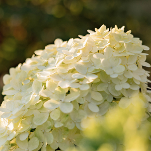 Hortensia paniculé limelight - Godet de 9cm
