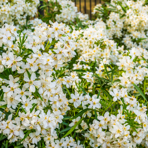 Oranger du Mexique Aztec Pearl - Godet de 9cm