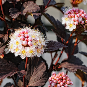 Physocarpe - Physocarpus Lady in Red - Godet de 9cm
