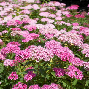 Spirée anthony Waterer - Godet de 9cm