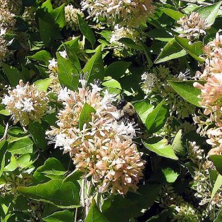 Abelia de Chine White surprise GT9 - Godet de 9cm