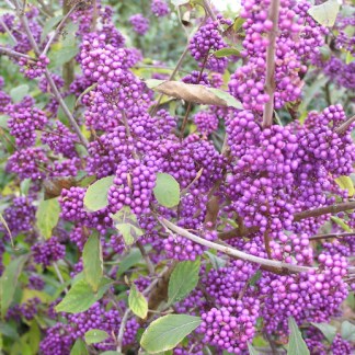 Callicarpa violet - Godet de 9cm