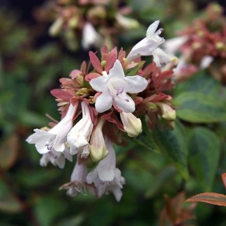 Abélia Grandiflora Kaléidoscope - à grandes fleurs - Godet de 9cm