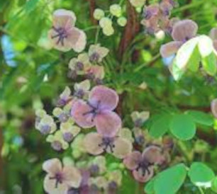 Akébie Alba - Godet de 9cm