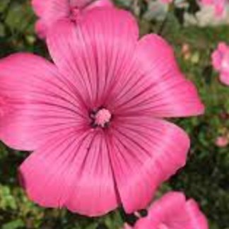 Lavatère Large Red - Godet de 9cm