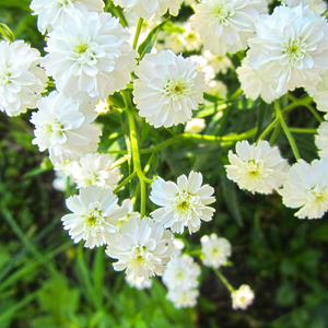 ACHILLEA ptarmica The Pearl - Godet de 9cm
