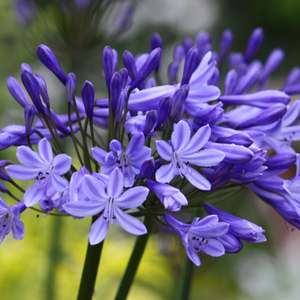 Agapanthe Bleu - Godet de 9cm