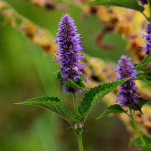 Agastache violette naine "Beelicious Purple" - Godet de 9cm