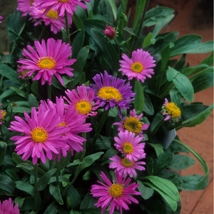 Aster nain Herbstgruss v.Bresserhof - Godet de 9cm