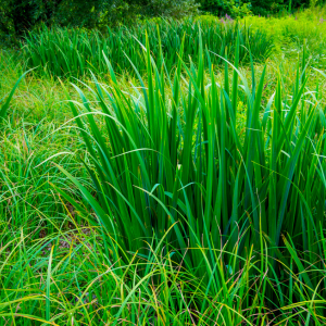 Graminée Carex Greenwell - Godet de 9cm