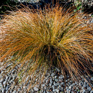 CAREX testaceae Prairie fire – 9 cm-Topf