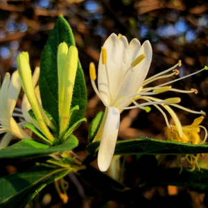 Chèvrefeuille Halls Prolific - Godet de 9cm