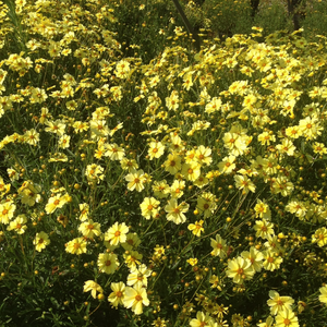 Coreopsis Full Moon - Godet de 9cm