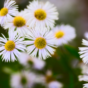 Erigeron lavender lady - Godet de 9cm