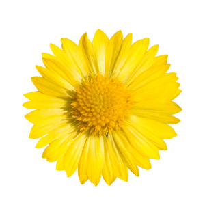 _Gaillarde Sun Buddies Gold – Godet de 9cm