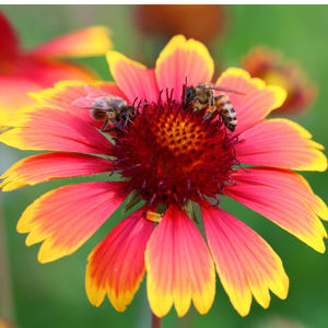 Gaillarde Sun Buddies Red - Godet de 9cm