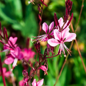 Gaura Bicolor - Godet de 9cm