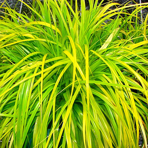 Graminée Carex Everillo - Godet de 9cm
