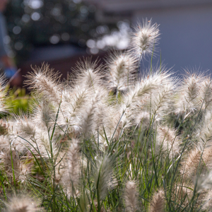Graminée Herbe aux écouvillons - Godet de 9cm