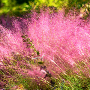 Graminée Muhlenbergia Capilaris - Godet de 9cm