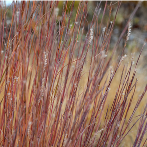 Graminée Stipe Sirocco - Godet de 9cm