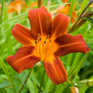 Hémérocalle Autumn Red - Godet de 11cm