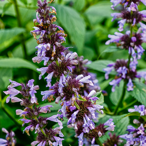 Herbe à Chat Purrsian Blue - Godet de 9cm